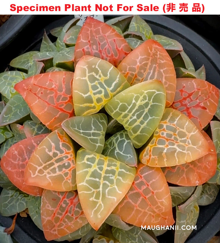 Hyb-224 H. cv 'Circle of Life', 10 seeds, 2026