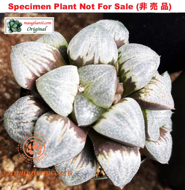 Hyb-292 H. cv 'Cloud', 10 seeds, 2026