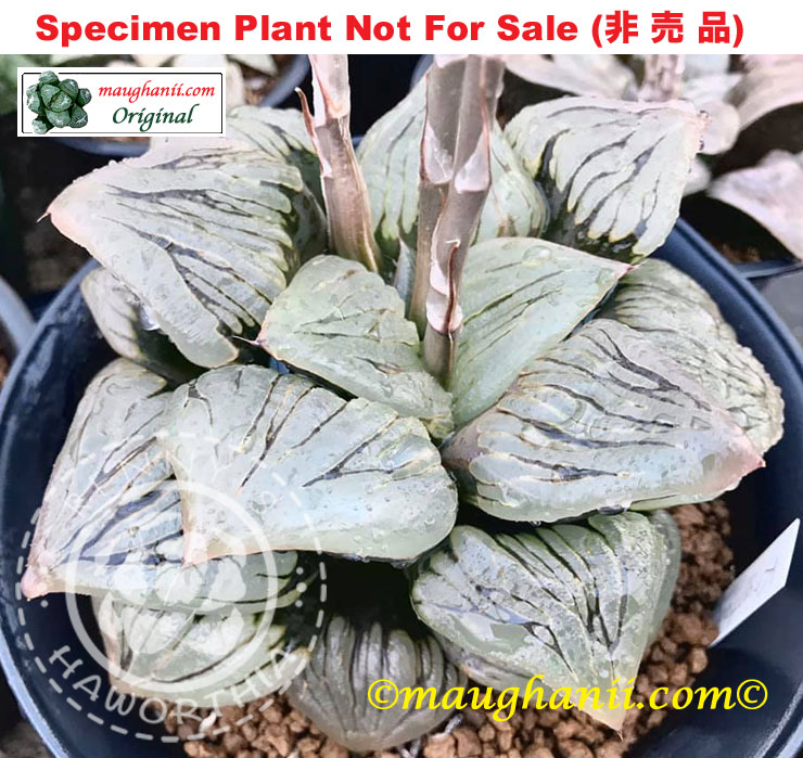 Hyb-505 H. hyb 'Krypton Sea', 10 seeds, 2026