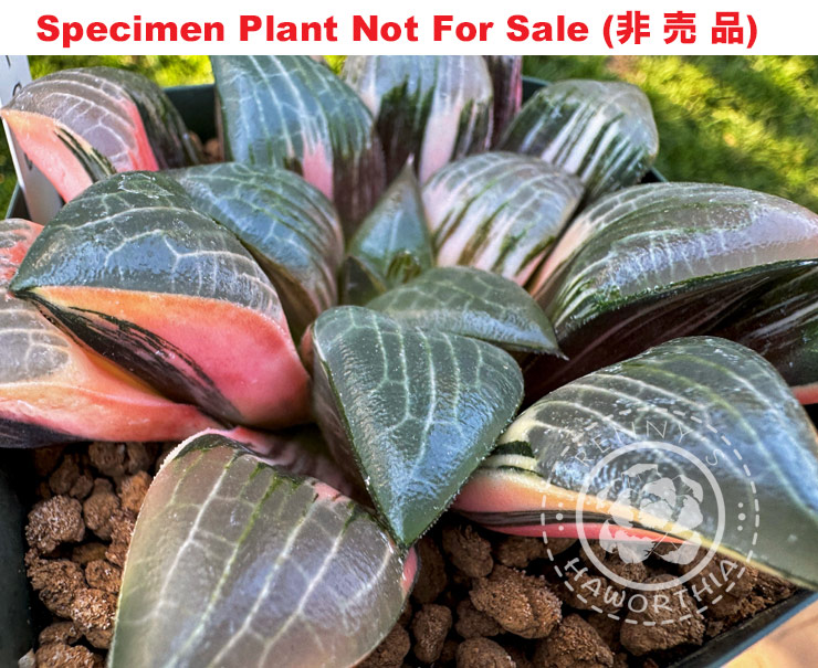 SE-911 H. hyb 'D-038' variegate, 10 seeds, 2026