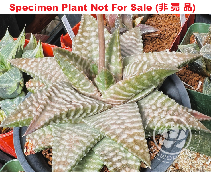 Hyb-641 H. hybrid 'Daiginga', 10 seeds, 2026 Hyb-641 H. hybrid 'Daiginga', 10 seeds, 2026