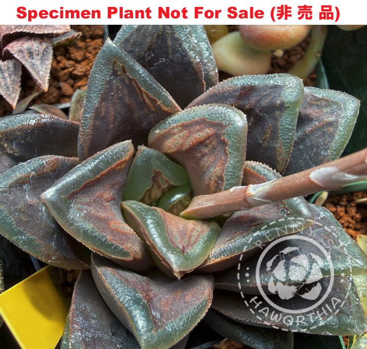 Hyb-598 H. hybrid 'Dante's Peak', 10 seeds, 2026 Hyb-598 H. hybrid 'Dante's Peak', 10 seeds, 2026