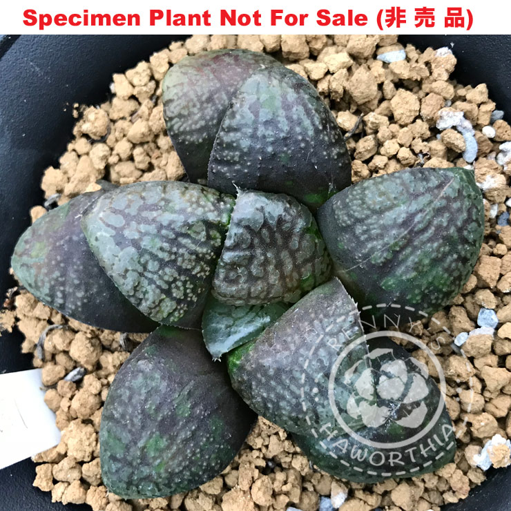 Hyb-593 H. hybrid 'Dare Devil', 10 seeds, 2026 Hyb-593 H. hybrid 'Dare Devil', 10 seeds, 2026