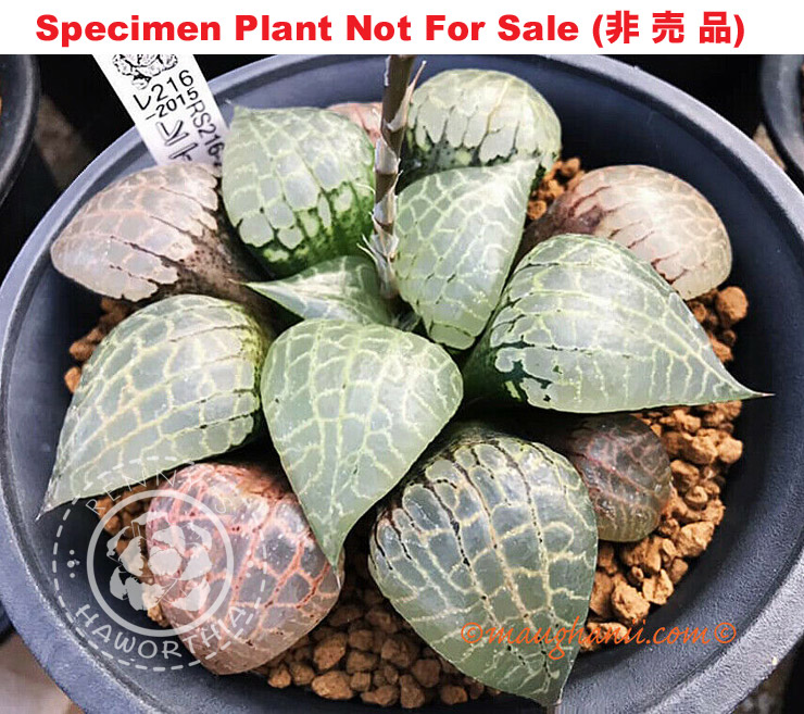 Hyb-308 H. hyb 'Dark Suishou', 10 seeds, 2026
