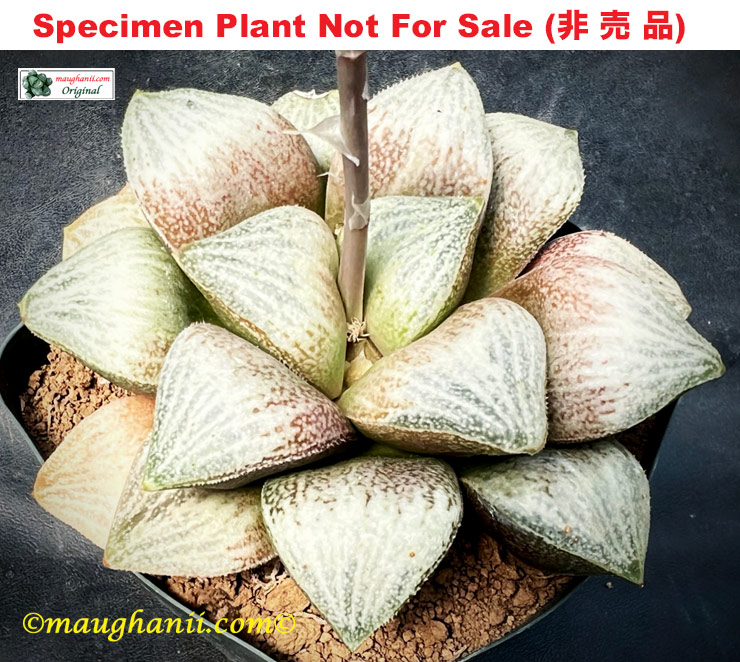 Hyb-605 H. hybrid 'Daruma Hisame', 10 seeds, 2026