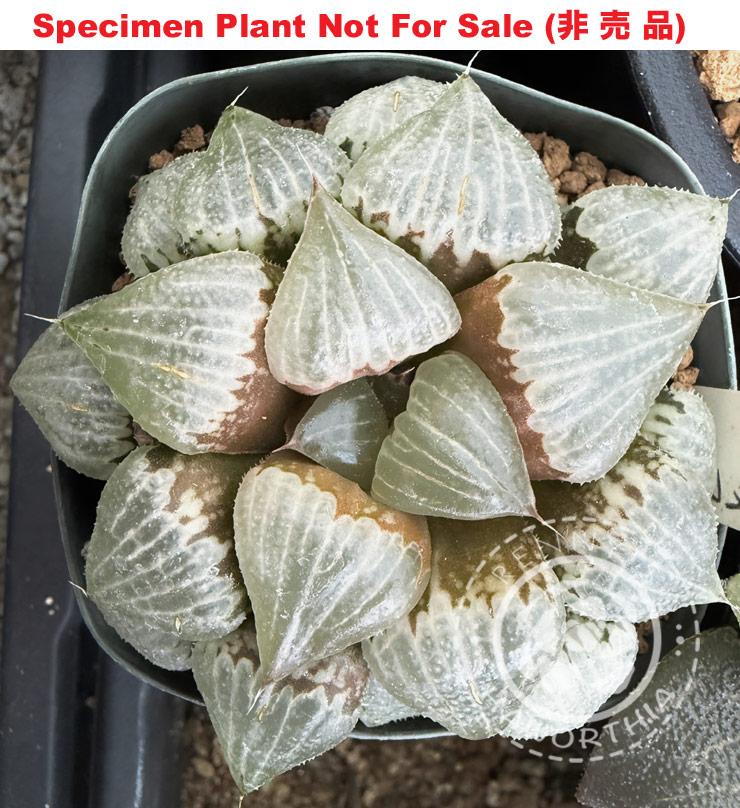 Hyb-503 H. badia 'Diana' seedling, 10 seeds, 2026