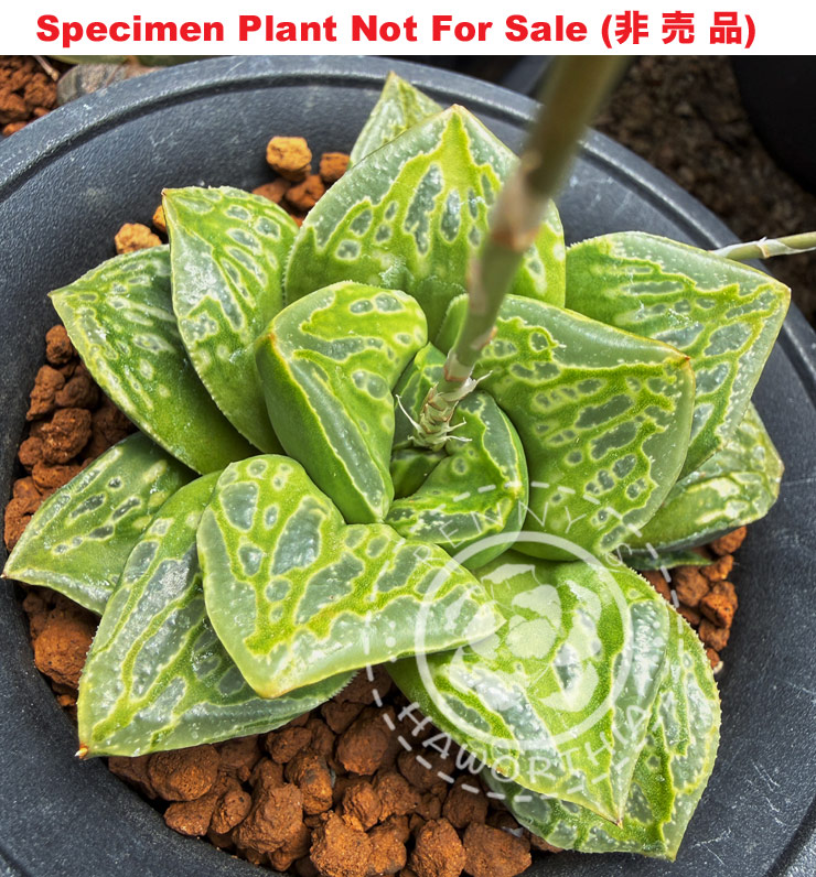 Hyb-556 H. hybrid 'Emerald Lake', 10 seeds, 2026 Hyb-556 H. hybrid 'Emerald Lake', 10 seeds, 2026