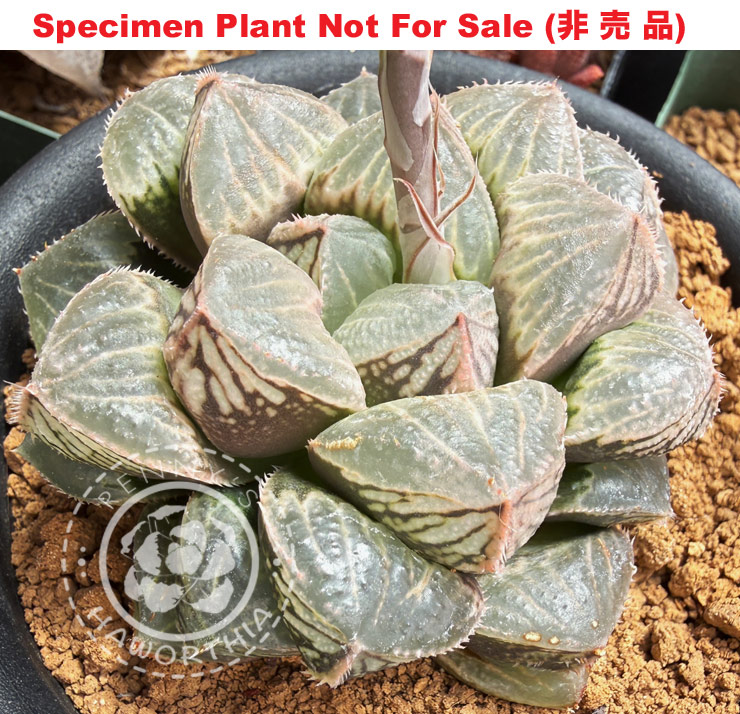 Hyb-408 H. hyb 'Etude', 10 seeds, 2026