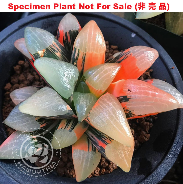 SE-909 H. correcta 'Eye Candy' variegate, 10 seeds, 2026