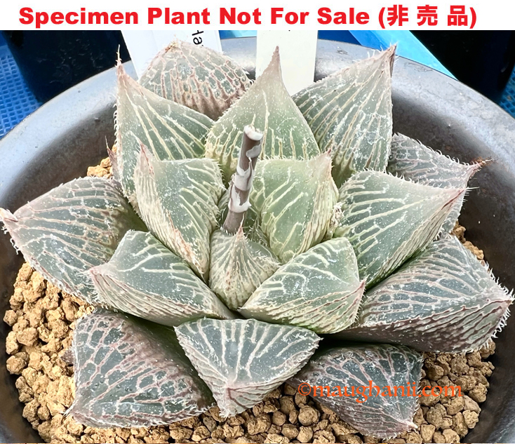 Hyb-364 H. venusta 'Fairy', 10 seeds, 2026 Hyb-364 H. venusta 'Fairy', 10 seeds, 2026