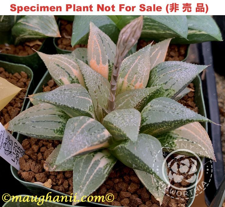 SE-910 H. hyb 'First Light' variegate, 10 seeds, 2026