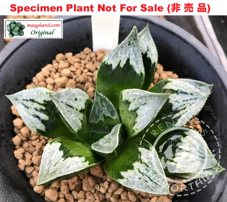 Hyb-423 H. cv 'Flurries', 10 seeds, 2026 Hyb-423 H. cv 'Flurries', 10 seeds, 2026