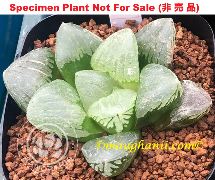 Hyb-325 H. hyb 'Fuku Hannya', 10 seeds, 2026 Hyb-325 H. hyb 'Fuku Hannya', 10 seeds, 2026
