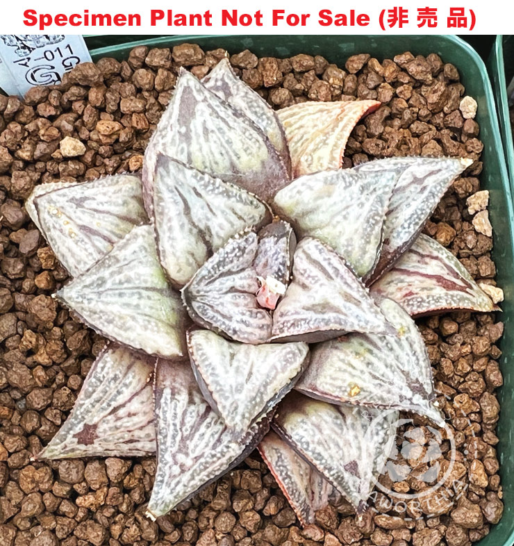 Hyb-643 H. hybrid 'GM-011', 10 seeds, 2026 Hyb-643 H. hybrid 'GM-011', 10 seeds, 2026