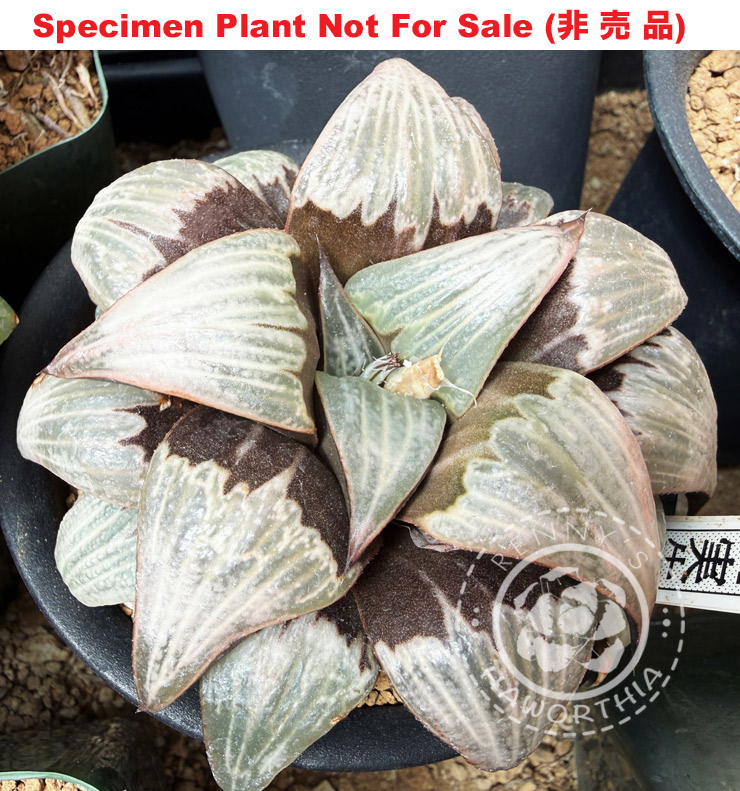 Hyb-626 H. hybrid 'GM-066', 10 seeds, 2026