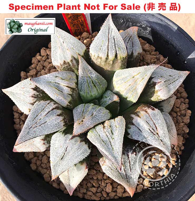 Hyb-632 H. hybrid 'GM-114', 10 seeds, 2026
