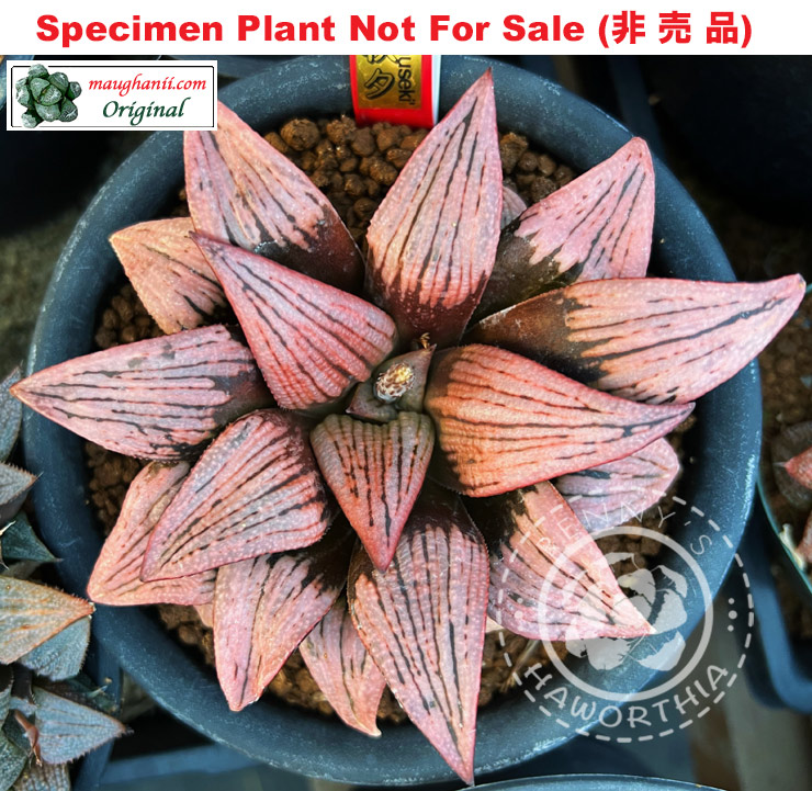 Hyb-542 H. hybrid 'Shuseki' (GM-013), 10 seeds, 2026 Hyb-542 H. hybrid 'Shuseki' (GM-013), 10 seeds, 2026