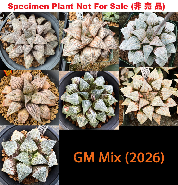 Hyb-1014 H. hyb 'GM' mix selection, 10 seeds, 2026 Hyb-1014 H. hyb 'GM' mix selection, 10 seeds, 2026