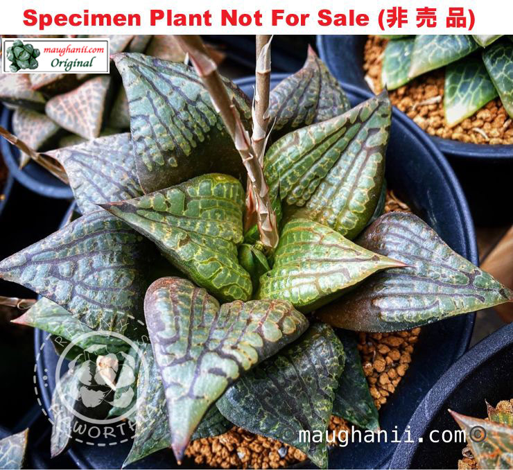 Hyb-627 H. hybrid 'Galapagos Tortoise', 10 seeds, 2026