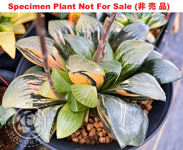 SE-906 H. cv 'Glassbeads' variegate, 10 seeds, 2026