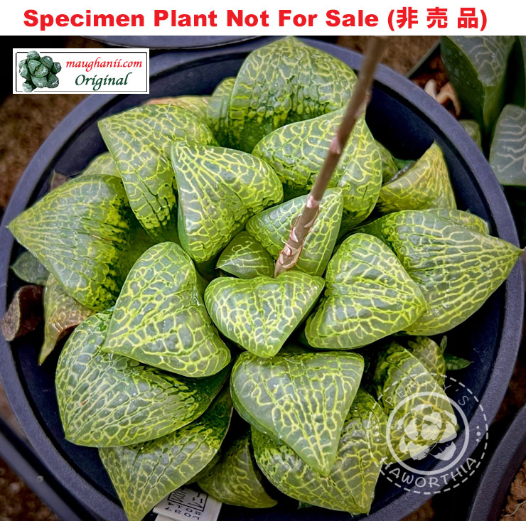 Hyb-232 H. cv 'Goldilocks', 10 seeds, 2026