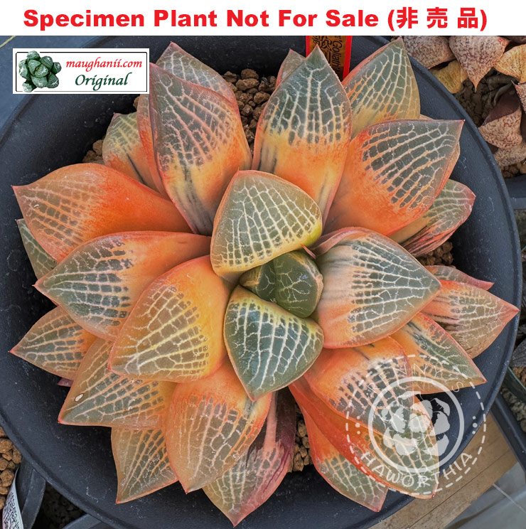 SE-916 H. cv 'Goliath' reverse variegate, 10 seeds, 2026