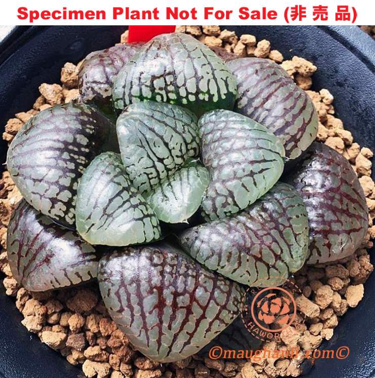 Hyb-378 H. hyb 'Gotham', 10 seeds, 2026 Hyb-378 H. hyb 'Gotham', 10 seeds, 2026