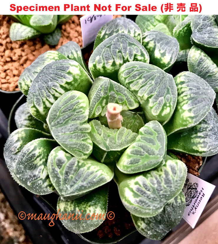 Hyb-415 H. hybrid 'Grasshopper', 10 seeds, 2026