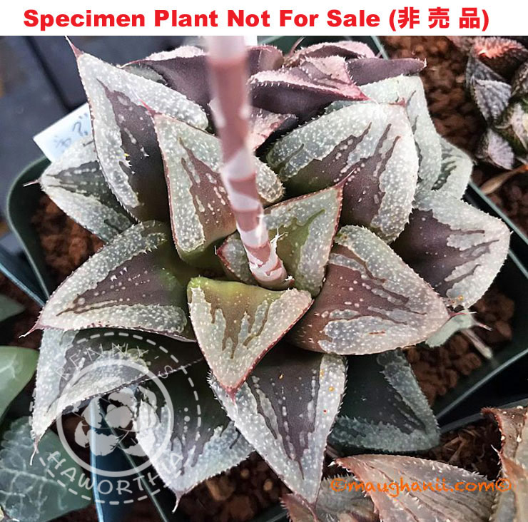 Hyb-429 H. cv 'Green Chateau', 10 seeds, 2026 Hyb-429 H. cv 'Green Chateau', 10 seeds, 2026