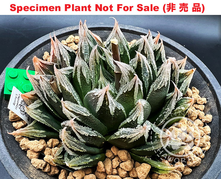Hyb-527 H. cv 'Green Feather', 10 seeds, 2026