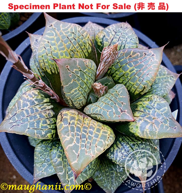 Hyb-561 H. hybrid 'Gruner See', 10 seeds, 2026 Hyb-561 H. hybrid 'Gruner See', 10 seeds, 2026