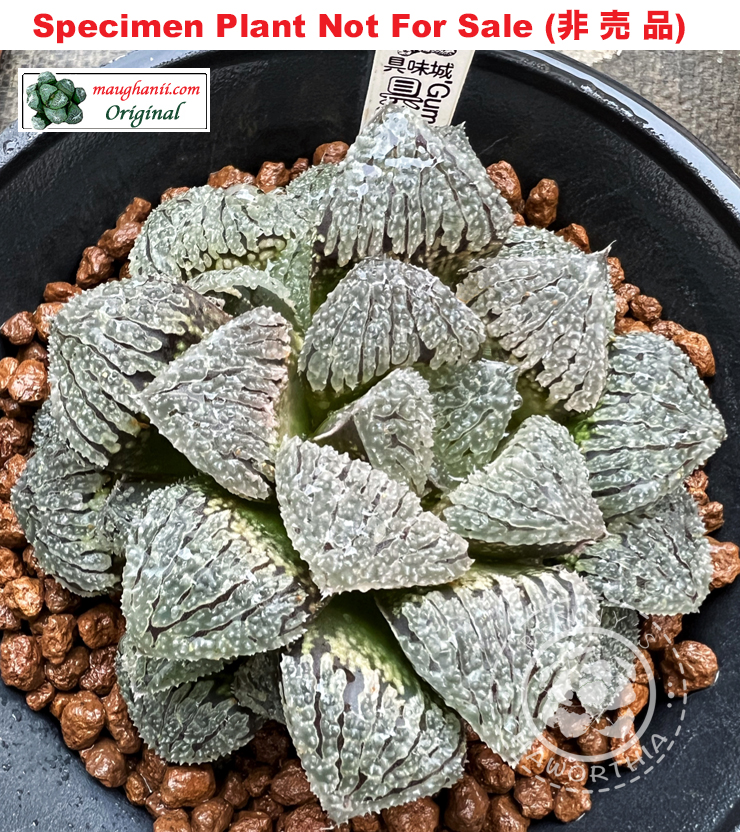Hyb-316 H. hyb 'Gumijou', 10 seeds, 2026