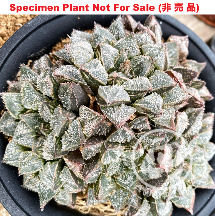 Hyb-550 H. hybrid 'Hairy Hairy', 10 seeds, 2026 Hyb-550 H. hybrid 'Hairy Hairy', 10 seeds, 2026