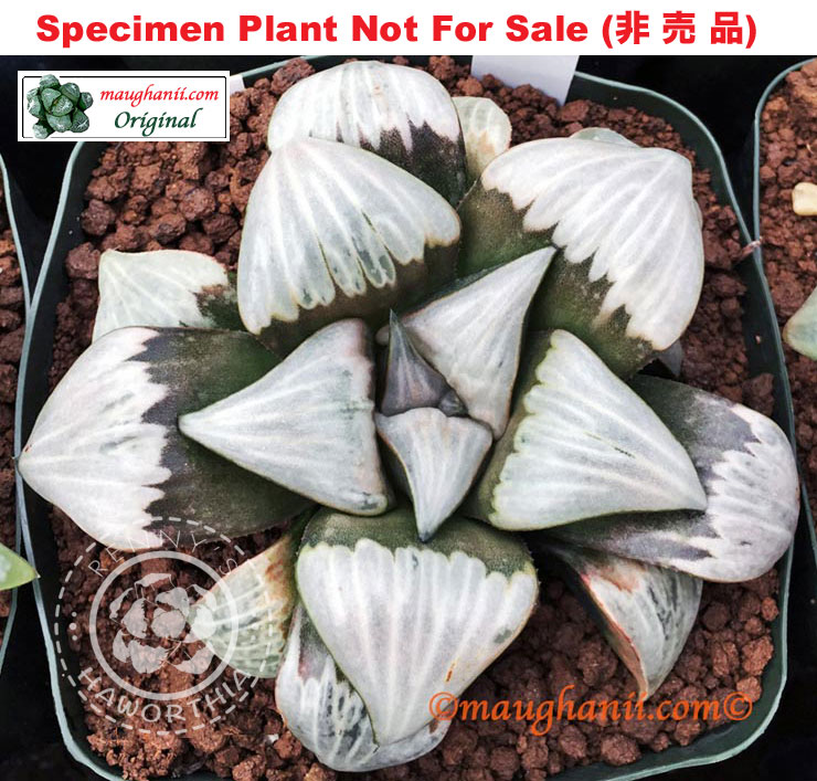Hyb-637 H. cv 'Halo', 10 seeds, 2026