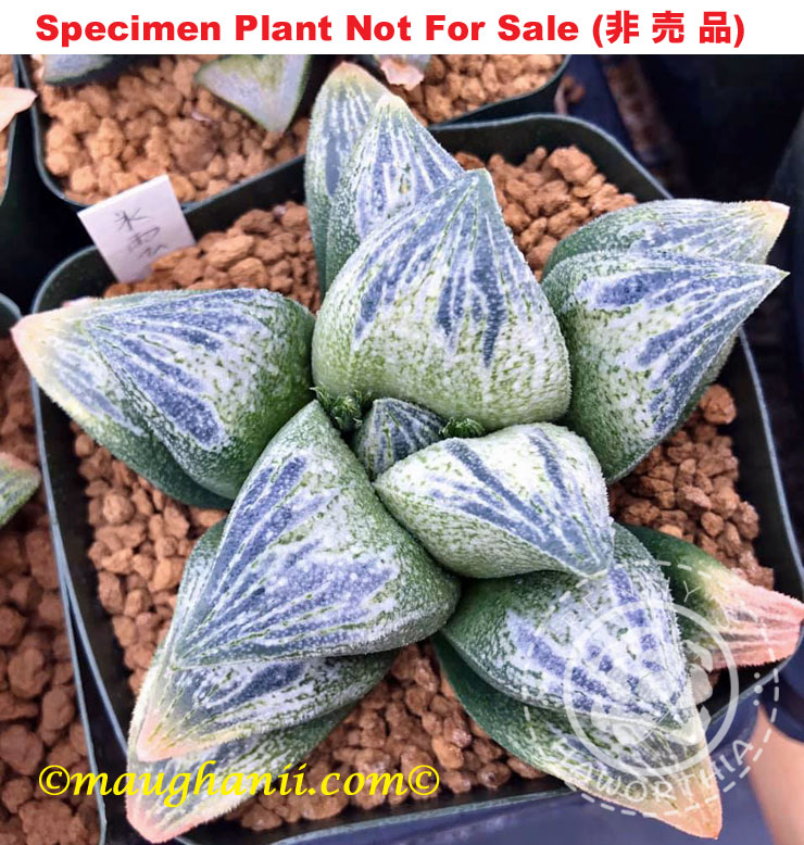 Hyb-619 H. cv 'Hisame', 10 seeds, 2026