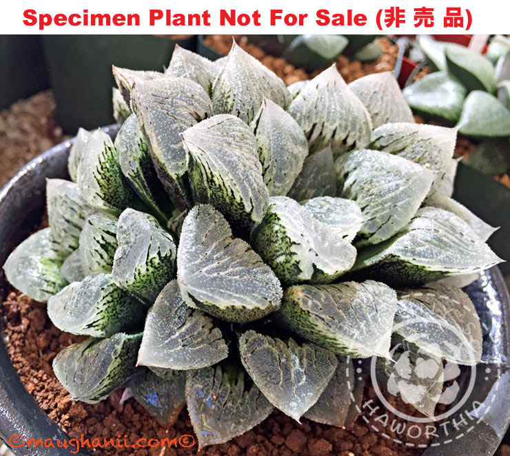 Hyb-369 H. hyb 'Hyojyo No Mai', 10 seeds, 2026 Hyb-369 H. hyb 'Hyojyo No Mai', 10 seeds, 2026