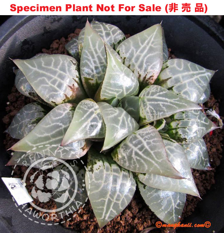 Hyb-334 H. cv 'Iga', 10 seeds, 2026 Hyb-334 H. cv 'Iga', 10 seeds, 2026