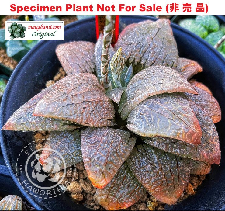 Hyb-328 H. hyb 'Ice Crystal', 10 seeds, 2026 Hyb-328 H. hyb 'Ice Crystal', 10 seeds, 2026