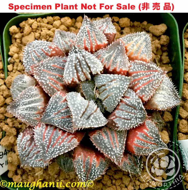 Hyb-592 H. cv 'Inferno', 10 seeds, 2026 Hyb-592 H. cv 'Inferno', 10 seeds, 2026