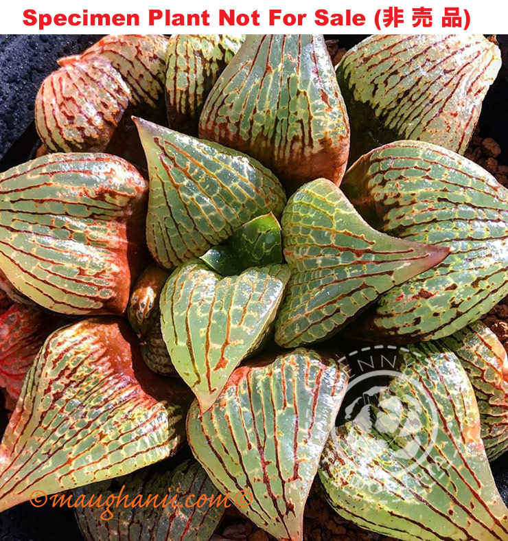 Hyb-398 H. hyb 'Jolly Rancher', 10 seeds, 2026 Hyb-398 H. hyb 'Jolly Rancher', 10 seeds, 2026