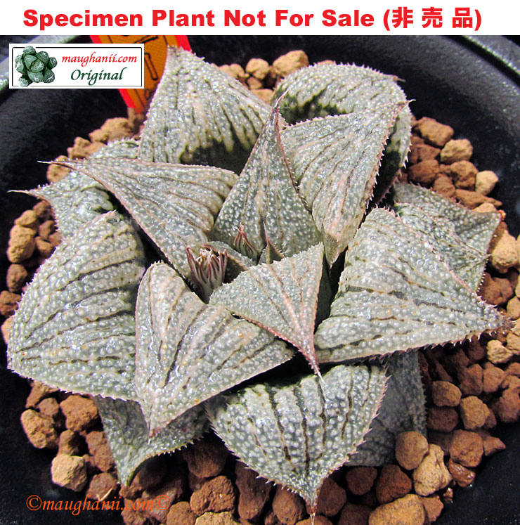 Hyb-631 H. hybrid 'Stardome' (K-300), 10 seeds, 2026