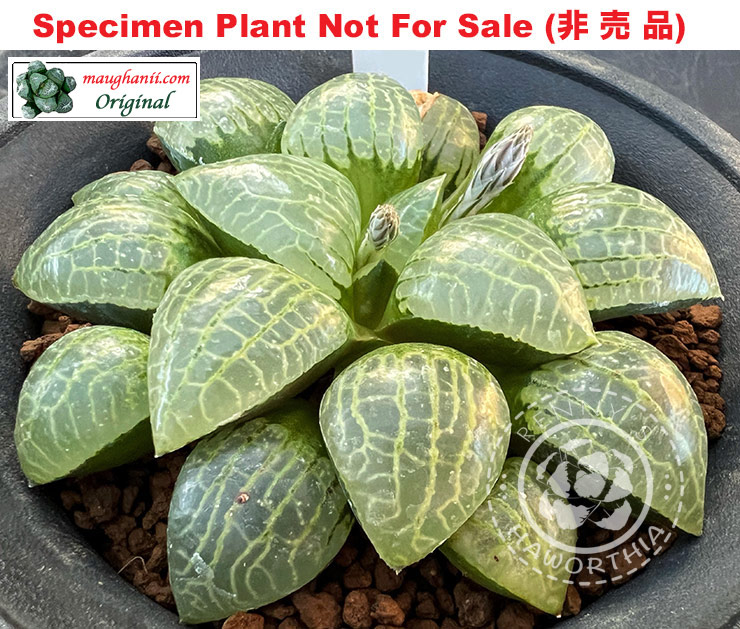 Hyb-250 H. comcore 'Kihou Hime' (RS178-2015), 10 seeds, 2026