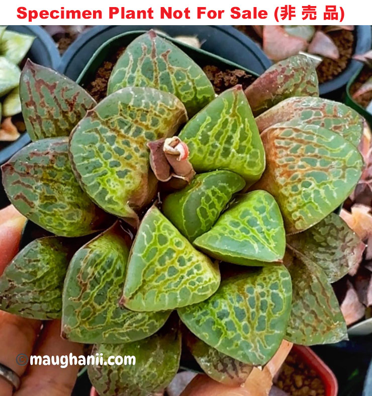 Hyb-311 H. hyb 'Kiwi', 10 seeds, 2026