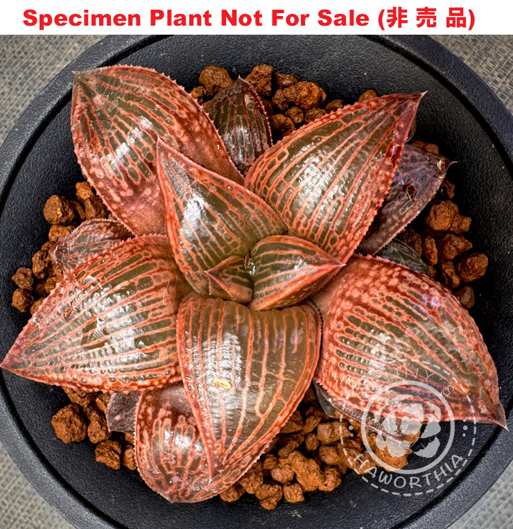 Hyb-338 H. hyb 'Koel x badia', 10 seeds, 2026 Hyb-338 H. hyb 'Koel x badia', 10 seeds, 2026