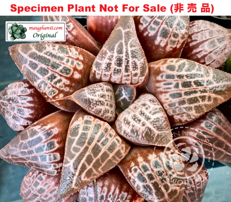 Hyb-303 H. cv 'Kumonosu', 10 seeds, 2026