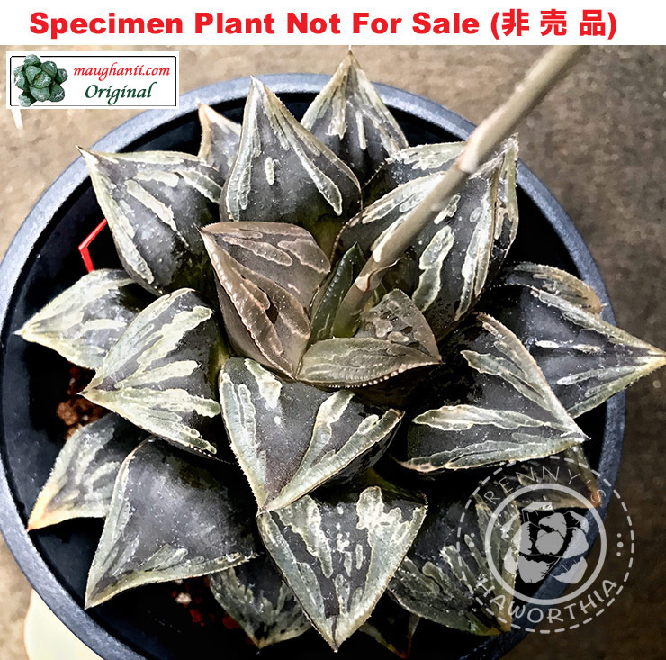 Hyb-273 H. cv 'Kuro Tanba', 10 seeds, 2026