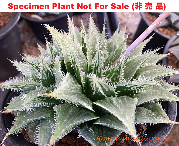 Hyb-530 H. hybrid 'Lace Queen', 10 seeds, 2026