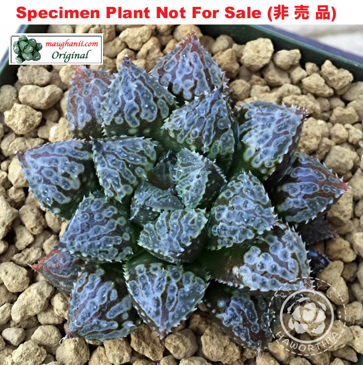 Hyb-310 H. hyb 'Little Owl', 10 seeds, 2026