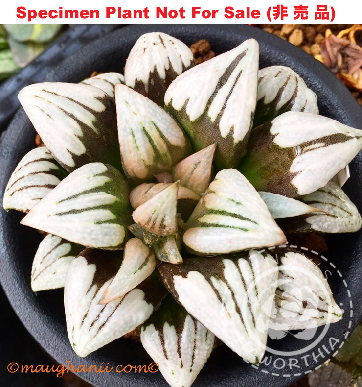 Hyb-317 H. cv 'Lombard Star', 10 seeds, 2026