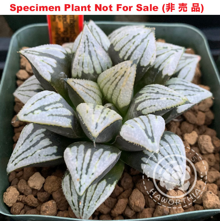 Hyb-474 H. hybrid 'Lombard Star Seedling No.2', 10 seeds, 2026 Hyb-474 H. hybrid 'Lombard Star Seedling No.2', 10 seeds, 2026
